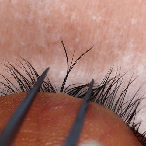 Specialty Curl Colllection